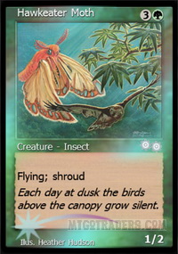 Hawkeater Moth *Foil*
